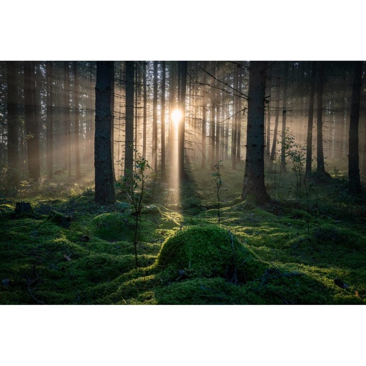 Öntapadó PVC tapéta - Táj erdőkkel és fákkal 223, 100 x 150 cm