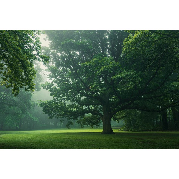 Öntapadó PVC tapéta - Táj erdőkkel és fákkal 228, 100 x 150 cm