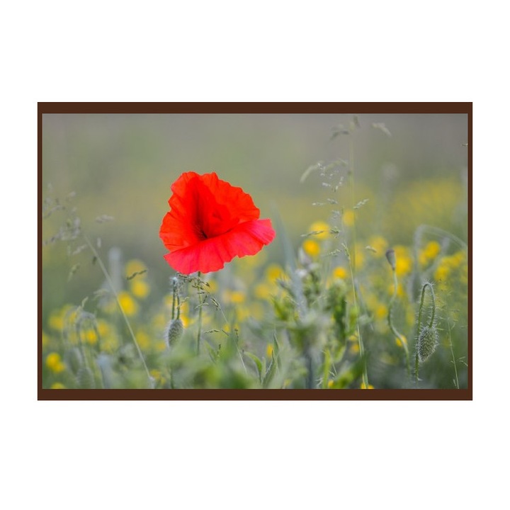 Panou radiant infrarosu, DRAGUS, personalizat 125/60cm 900W/700W 10kg 30-45mc