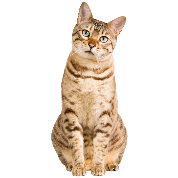 Sticker decorativ pentru perete Pisica Bengaleza 3d, 12x25 cm