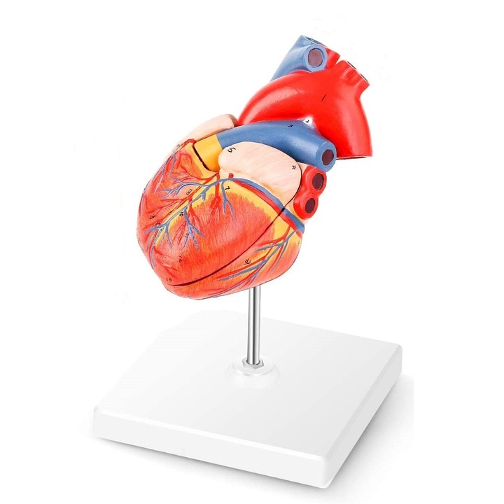 Model de anatomie medicala a inimii umane, numerotate precise, din 2 parti, cu magneti pe baza