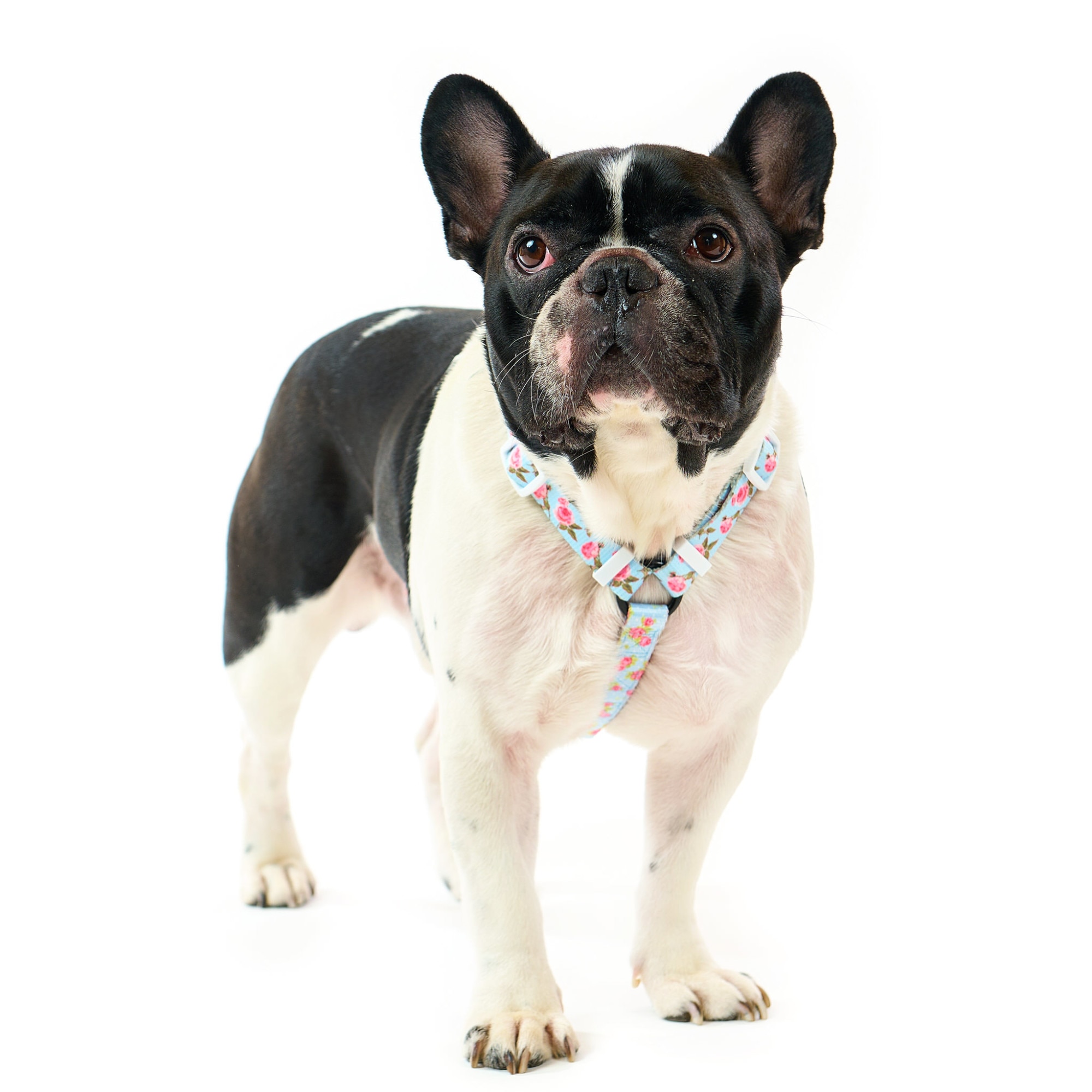 Ham frenchie hot sale