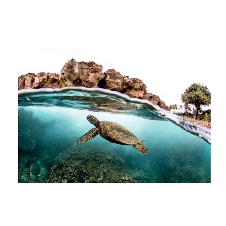 Tablou canvas Beautiful Green sea turtle 20X30