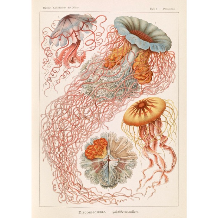 Felicitare envoy22, cu plic, Discomedusae, Carton mat premium, A6