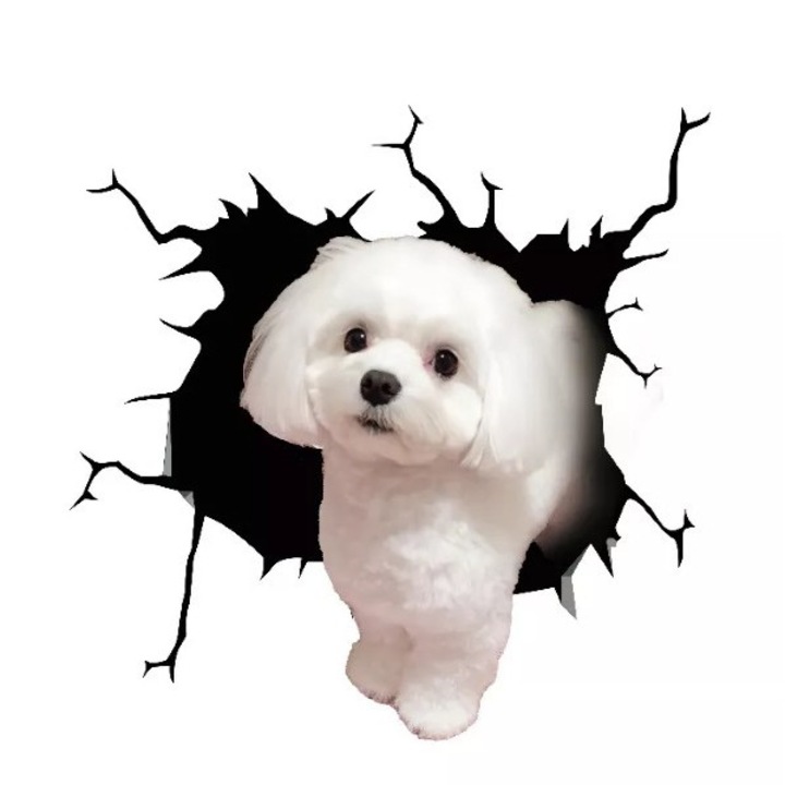 ORIGINAL DEALS Dekoratív falmatrica, máltai bichon kutya minta, otthonra vagy autóra, prémium öntapadós, 30 x 30 cm