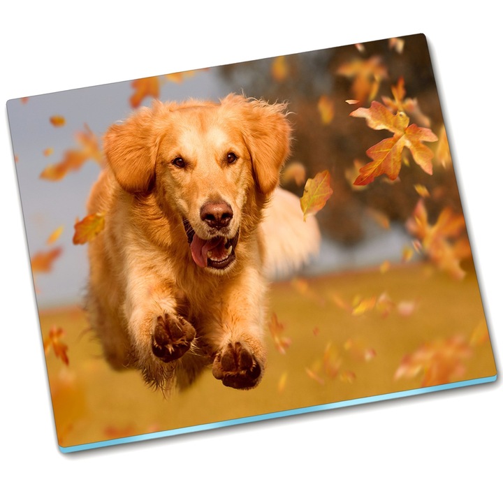 Tocator. Tulup. Caine Golden Retriever. 60 x 52. Gri