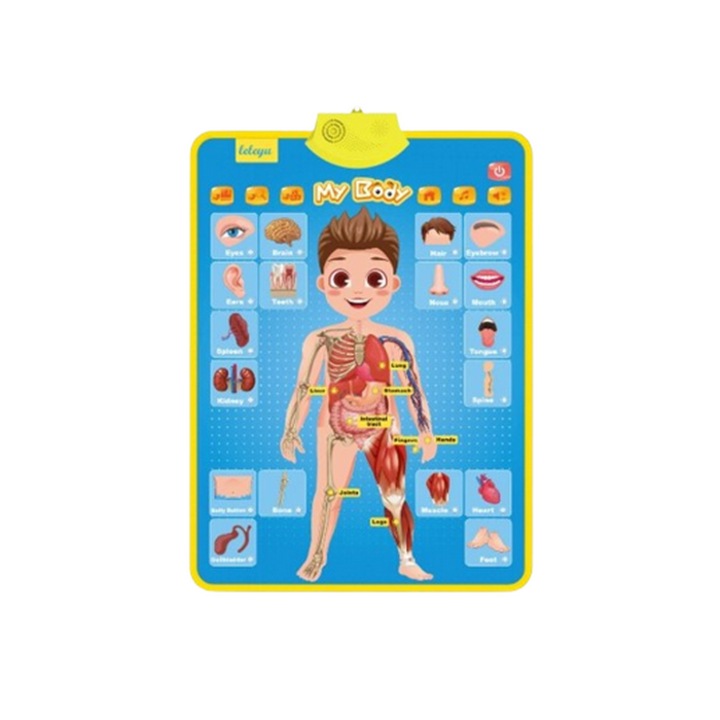 Poster Vorbitor in Limba Engleza - Corpul Uman