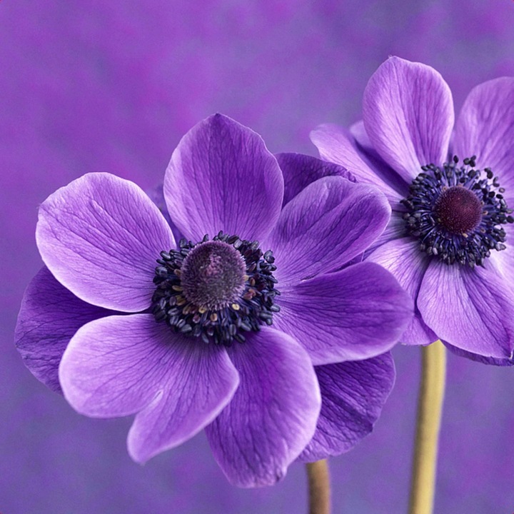 Tablou canvas Flori mov, 20 x 20 cm