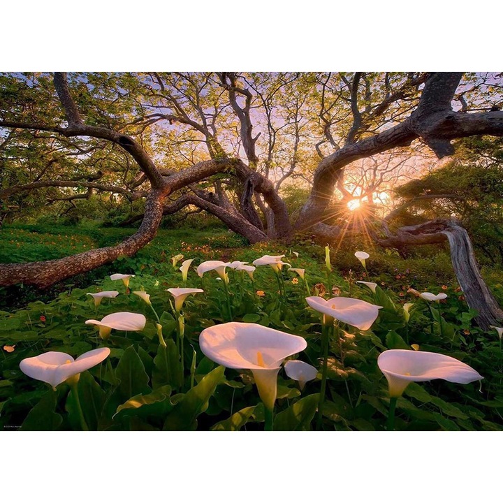 Heye 1000 db-os puzzle - Calla Clearing (29906)