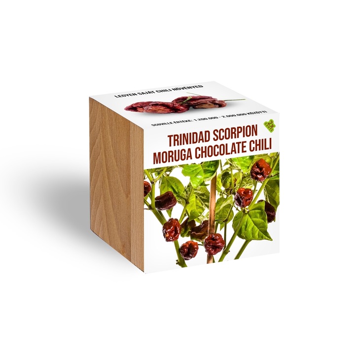 Trinidad Scorpion Moruga chocolate chili növényem fa kaspóban