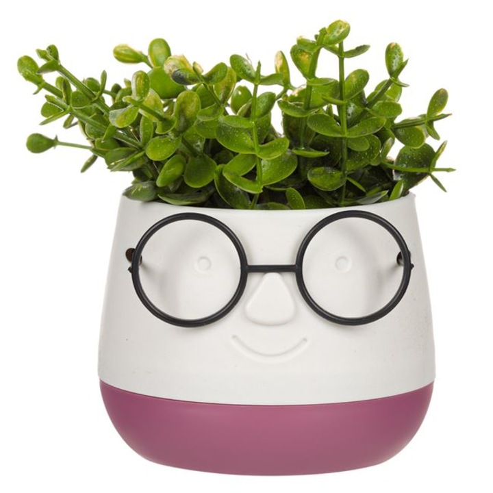 Planta decorativa in ghiveci cu ochelari, alb rosu, 9,5x9,5x14 cm