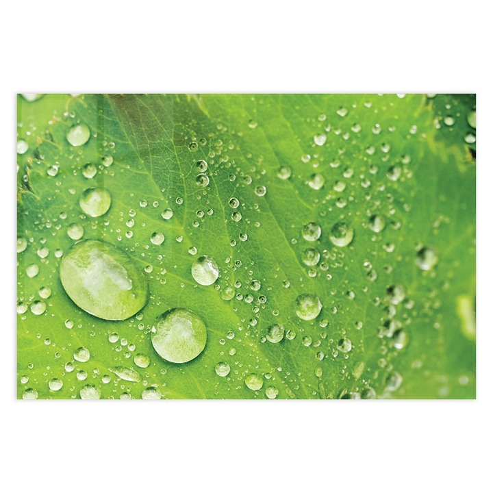 Стъклен панел за гръб на кухня, ARTHUB, green leaves with rain drops, 50x70cm