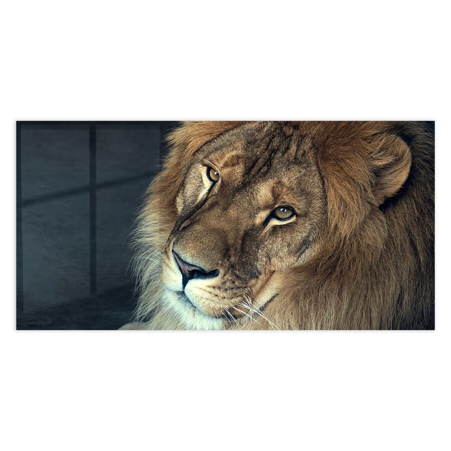 Panou Sticla Bucatarie, African Lion, 60x120cm - eMAG.ro
