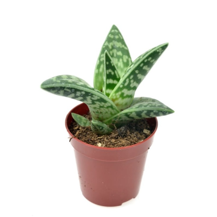 Planta naturala Aloe Vargata Dixiestore, 11 cm, Verde