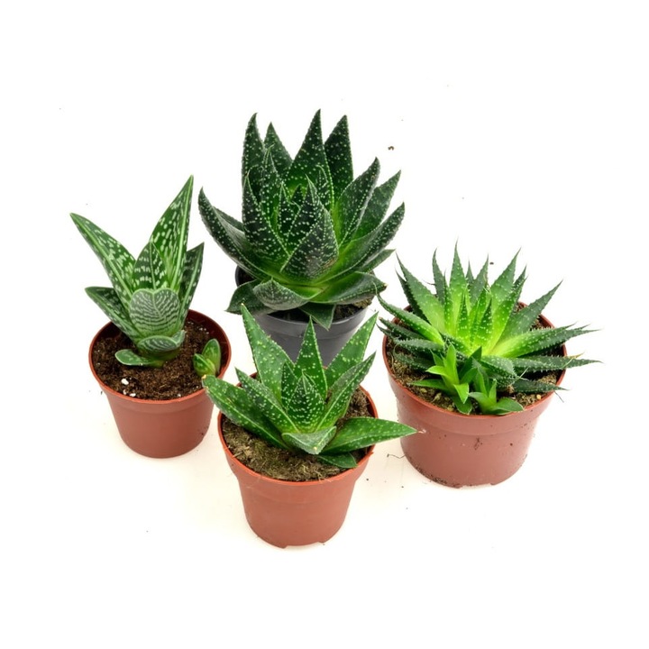 Комплект 4 натурални растения Dixiestore, Aloe, Зелен