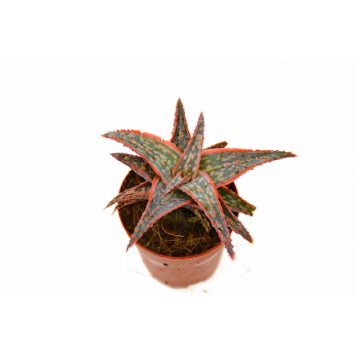 Planta Roz Planta naturala Aloe Pink Blush Dixiestore, Roz - eMAG.ro