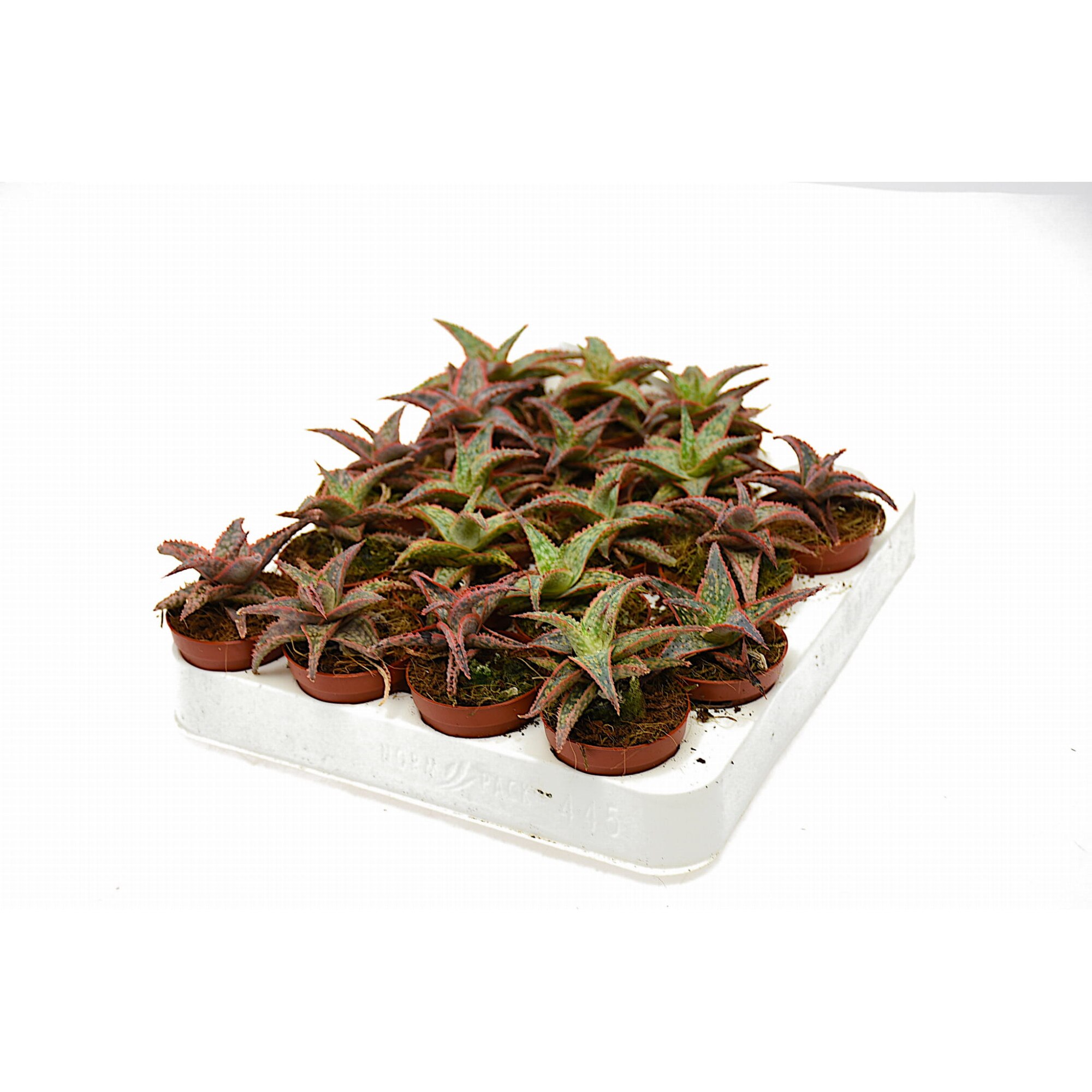 Planta Roz Planta naturala Aloe Pink Blush Dixiestore, Roz - eMAG.ro