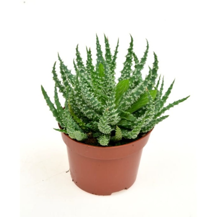 Натурално растение Aloe Humillis Dixiestore, Green