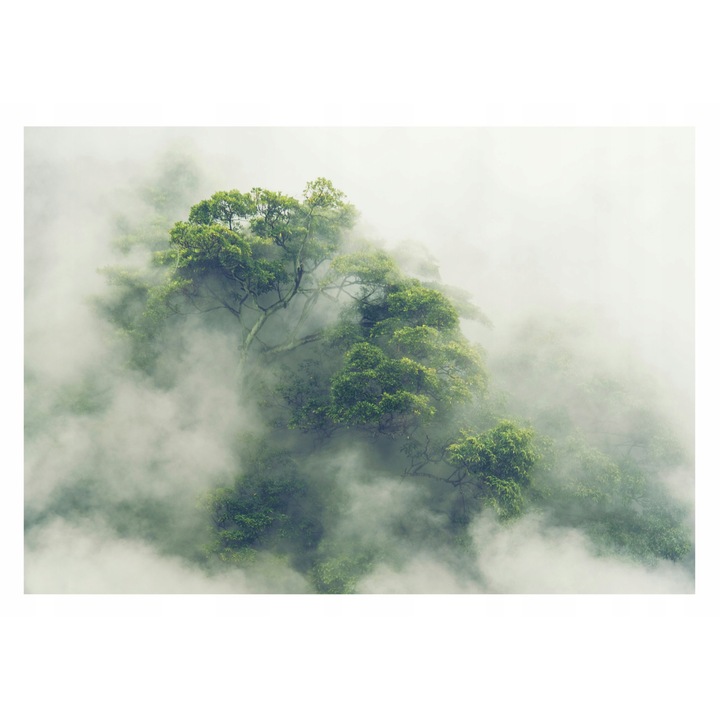 Fotótapéta, ködös dzsungel, erdő, tájkép, 254x184 cm, Modern Vlies Tapéta