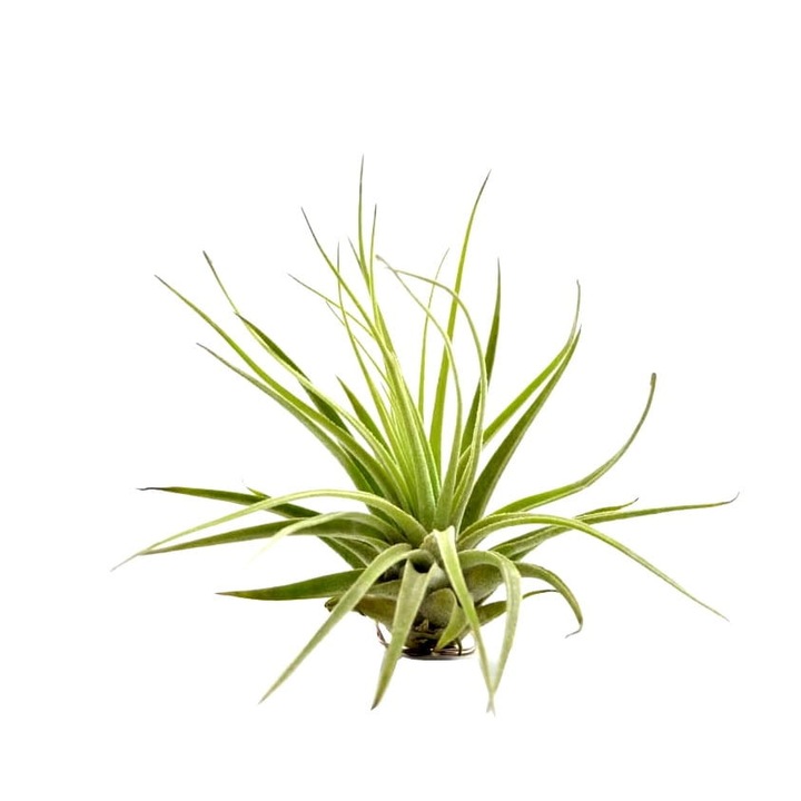 Растение Tillandsia Oaxacana, 9-10 см, Dixiestore, Aeroplanta, зелено