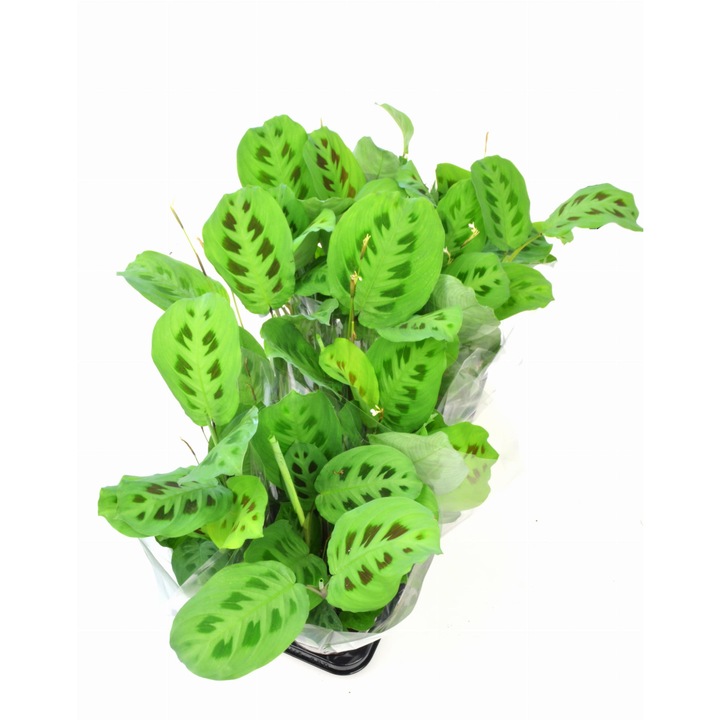 Planta naturala Maranta Leuconeura Kerchoveana Dixiestore, Verde