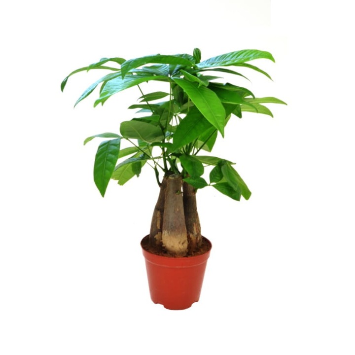 Planta naturala Pachira aquatica Dixiestore, Verde