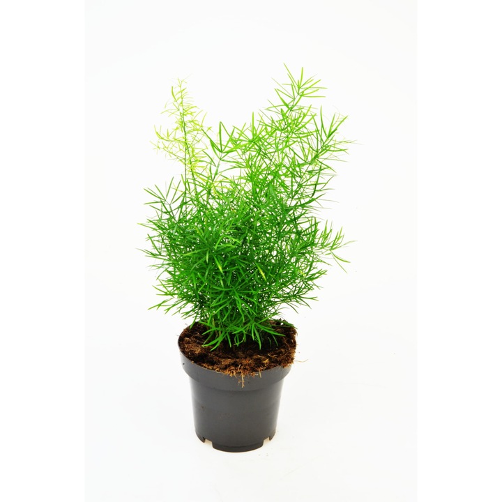 Planta naturala Sparanghel Dixiestore, Verde