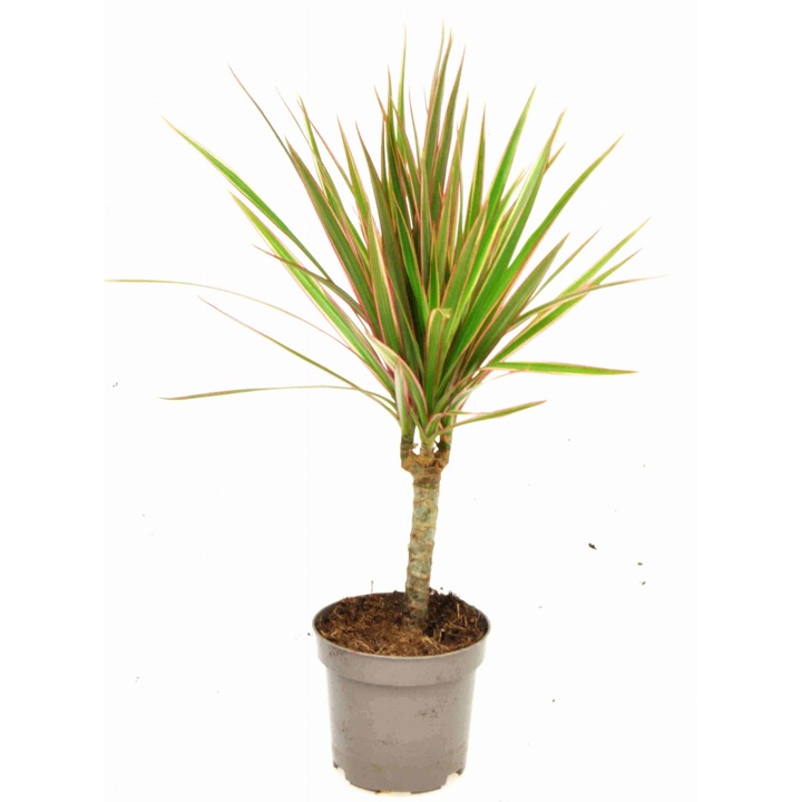 Planta naturala Dracaena Dixiestore, Verde