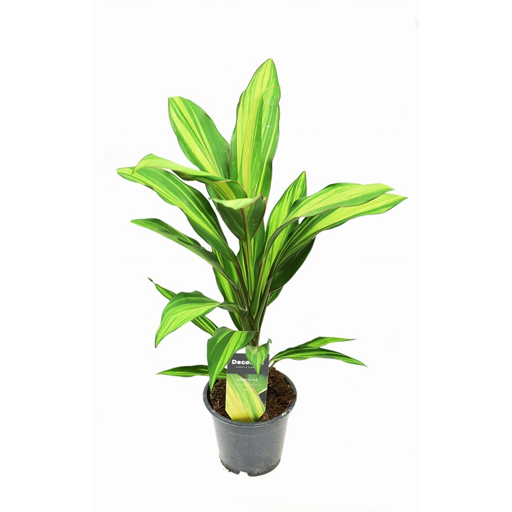 Кордилина киви Dixiestore естествено растение, Зелено