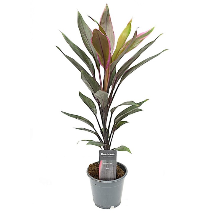 Естественото растение Cordylina tango Dixiestore, Green