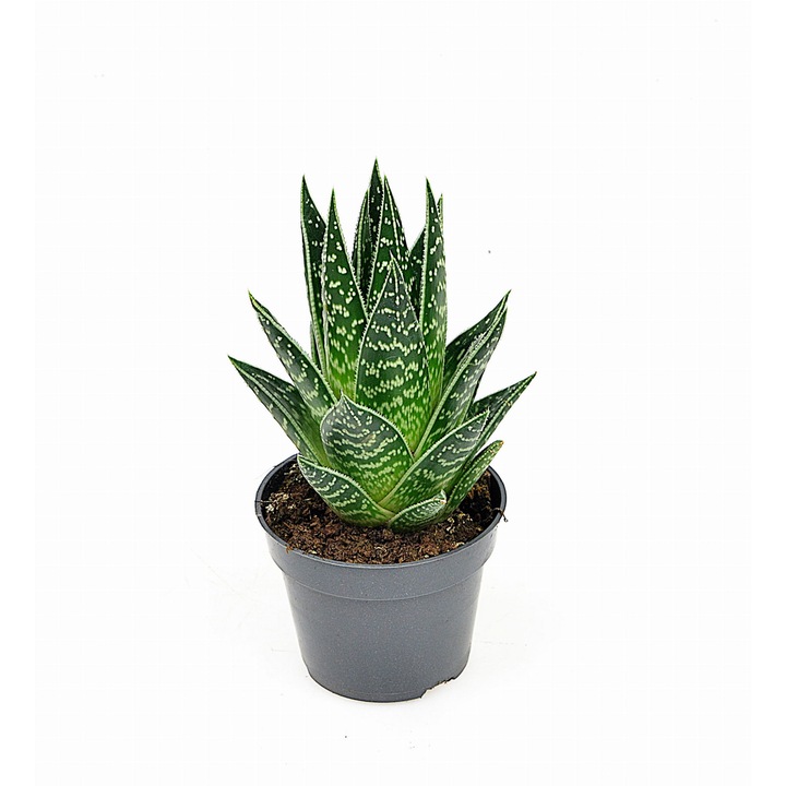 Planta naturala Aloe aristata Dixiestore, Verde