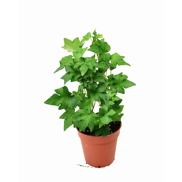 Естественото растение Hedexa Dixiestore, Green