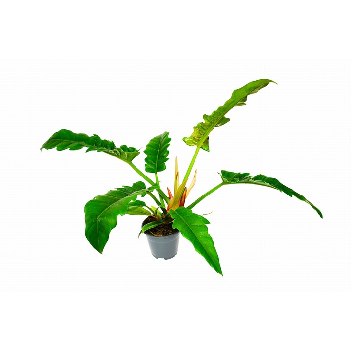 Természetes növény Philodendron Tiger's Tooth Dixiestore, zöld