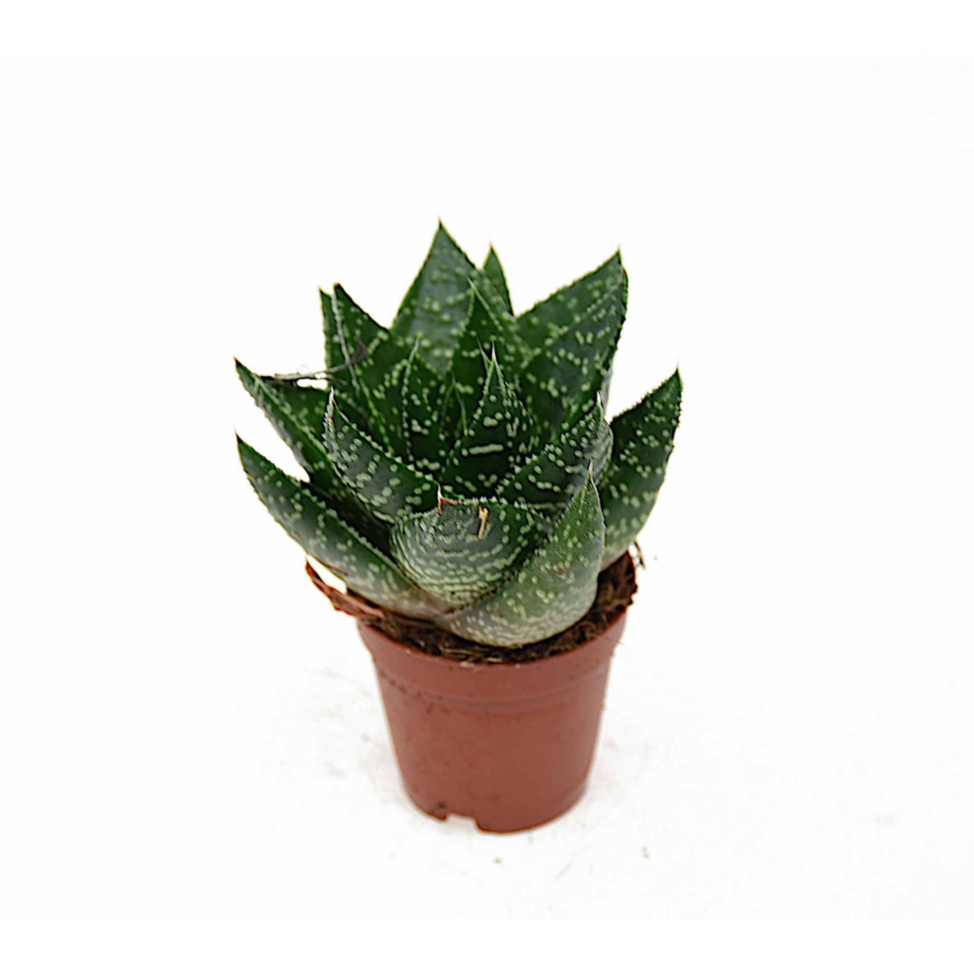 Planta naturala Aloe aristata, Verde Dixiestore (1902) | Istoric Preturi