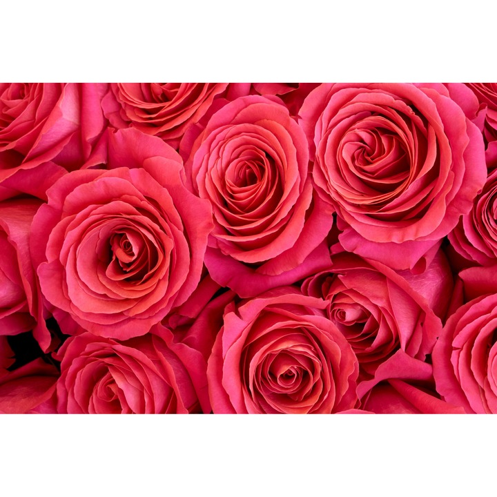 Fototapet Trandafiri roz, 300 x 200 cm