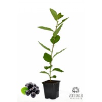 Aronia melanocarpa , soiul Nero - arbust fructifer produs de Pepiniera ZORI DE ZI