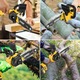 8 hüvelykes akkumulátoros láncfűrész, kefe nélküli villanymotor, 21 V, 2 akkumulátor 3,0 Ah, Imoum Live