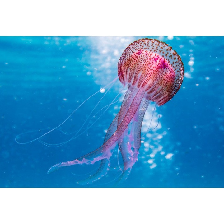 Картина на платно Светещи медузи, 80x50см, картина на канава887, многоцветна