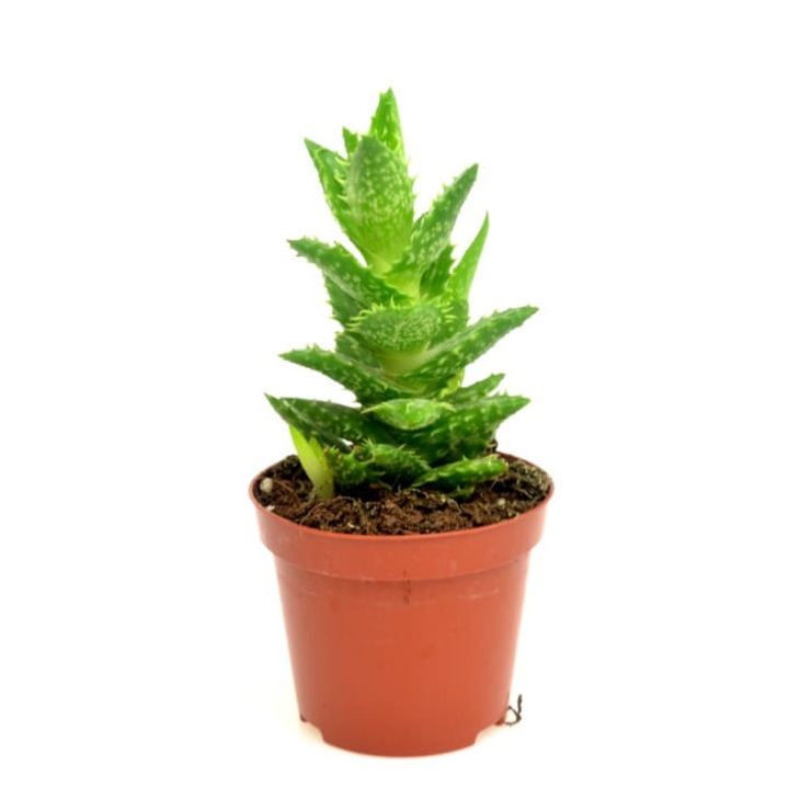 Planta Aloe Squarrosa, Dixiestore, 17 cm, Verde