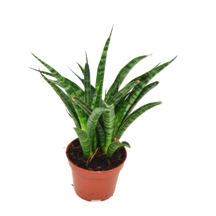 Planta Sansevieria Fernwood Punk, Dixiestore, 14 cm, Verde
