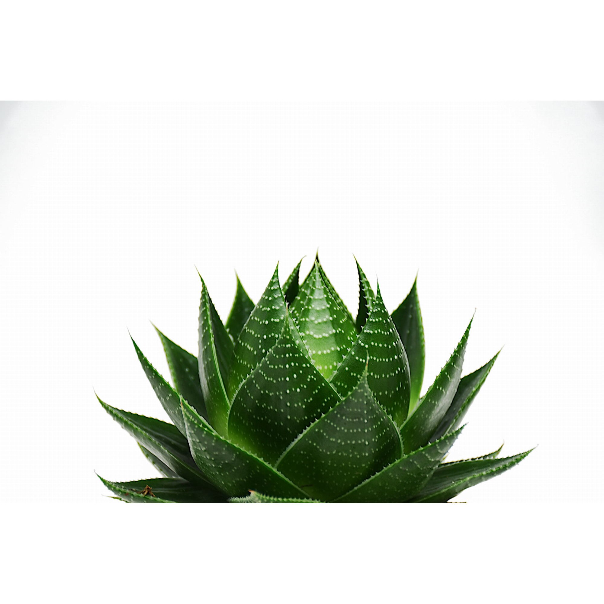 Crassula ovata 'hobbit' xl - plante d'intérieur - succulente - ⌀ 30cm