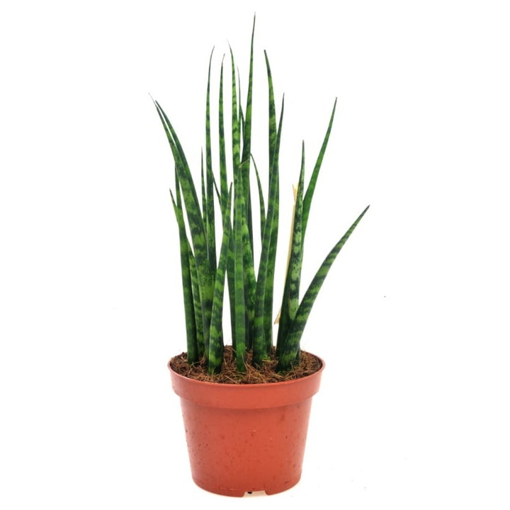Растение Dixiestore Sansevieria 'Fernwood Mikado', 28 см, Зелено