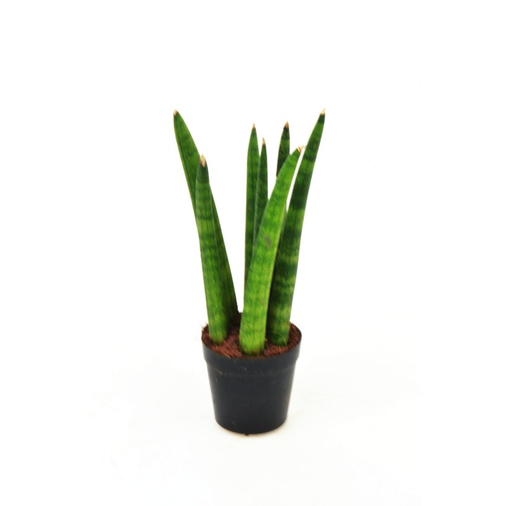 Растение Sansevieria Cylindrica, Dixiestore, 17 см, зелено