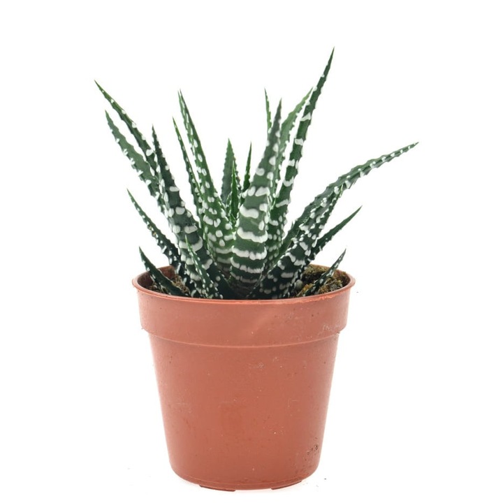 Planta Haworthia Big Band, Dixiestore, 8 cm, Verde