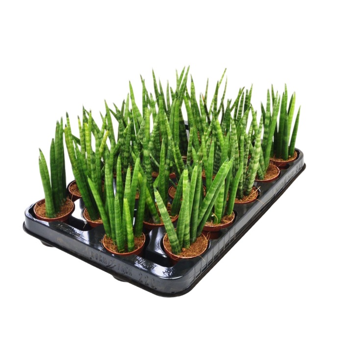 Planta Sansevieria Cylindrica, Dixiestore, 17 cm, Verde