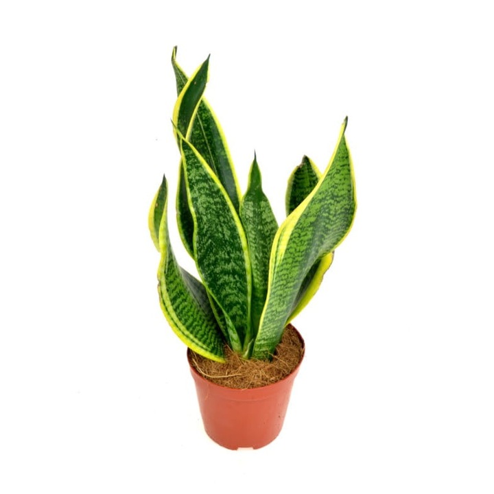 Растение в саксия Dixiestore, 40 см, зелен