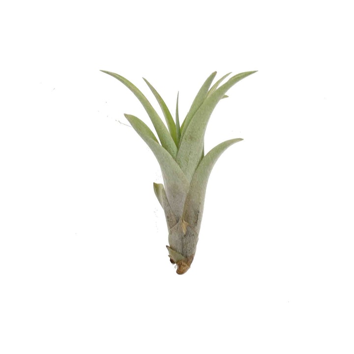 Растение Tillandsia Capitata, 6/7 cm, Dixiestore, Aeroplanta, Green