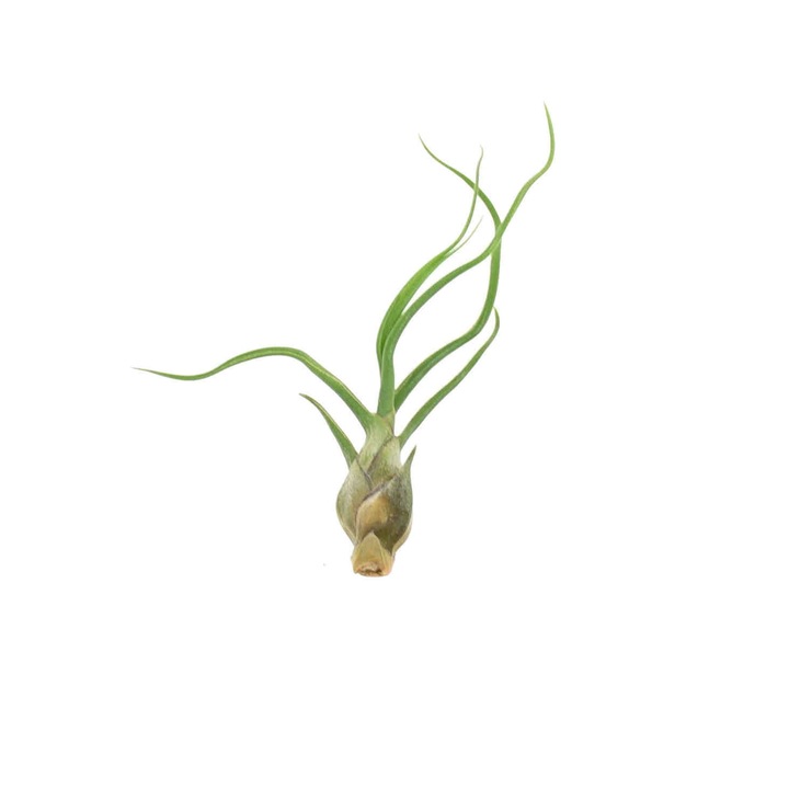 Растение Tillandsia Bulbosa S, 8 cm, Dixiestore, Aeroplante, Green