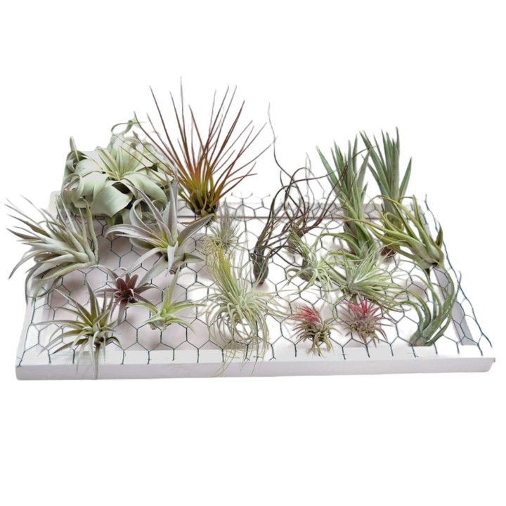 Комплект от 10 Tillandsia Dixiestore, Зелен