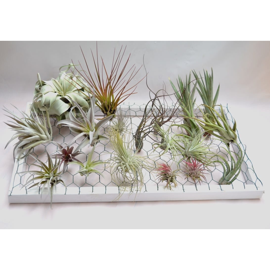 50 seme Tillandsia piante reali Pentole succulente piante aeree